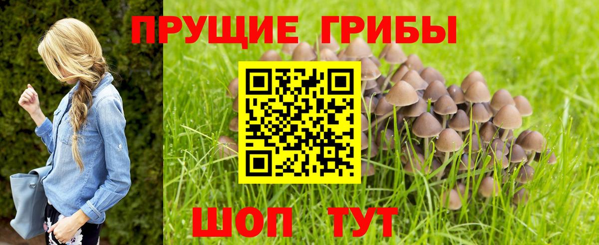 Галлюциногенные грибы прущие грибы  Вход с VPN  Вязники 